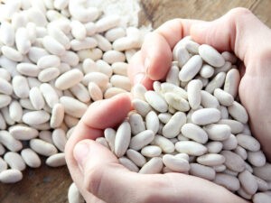 Haricot, white kidney or lima bean on hand on rustic wooden background