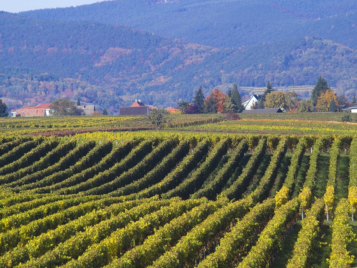 Image of a bean farm
