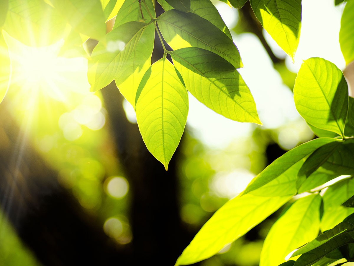 Image of outdoors with healthy leaves