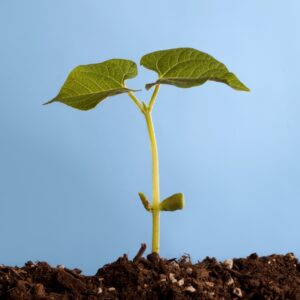 bean plant sprout
